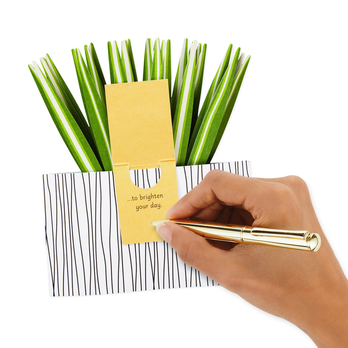 Paper Wonder All Occasion Pop Up Card (Potted Spider Plant)