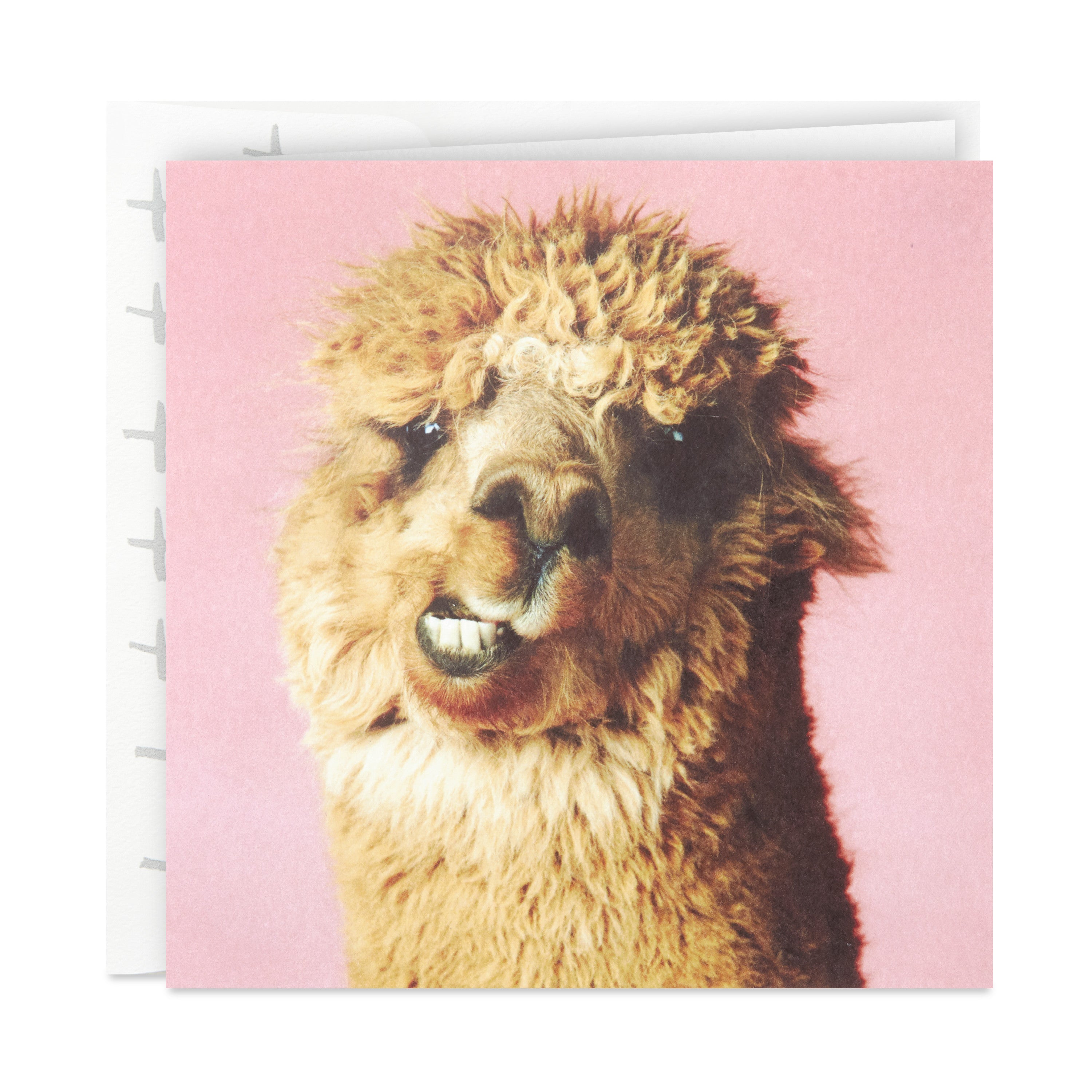 Studio Ink Birthday Card (Alpaca)