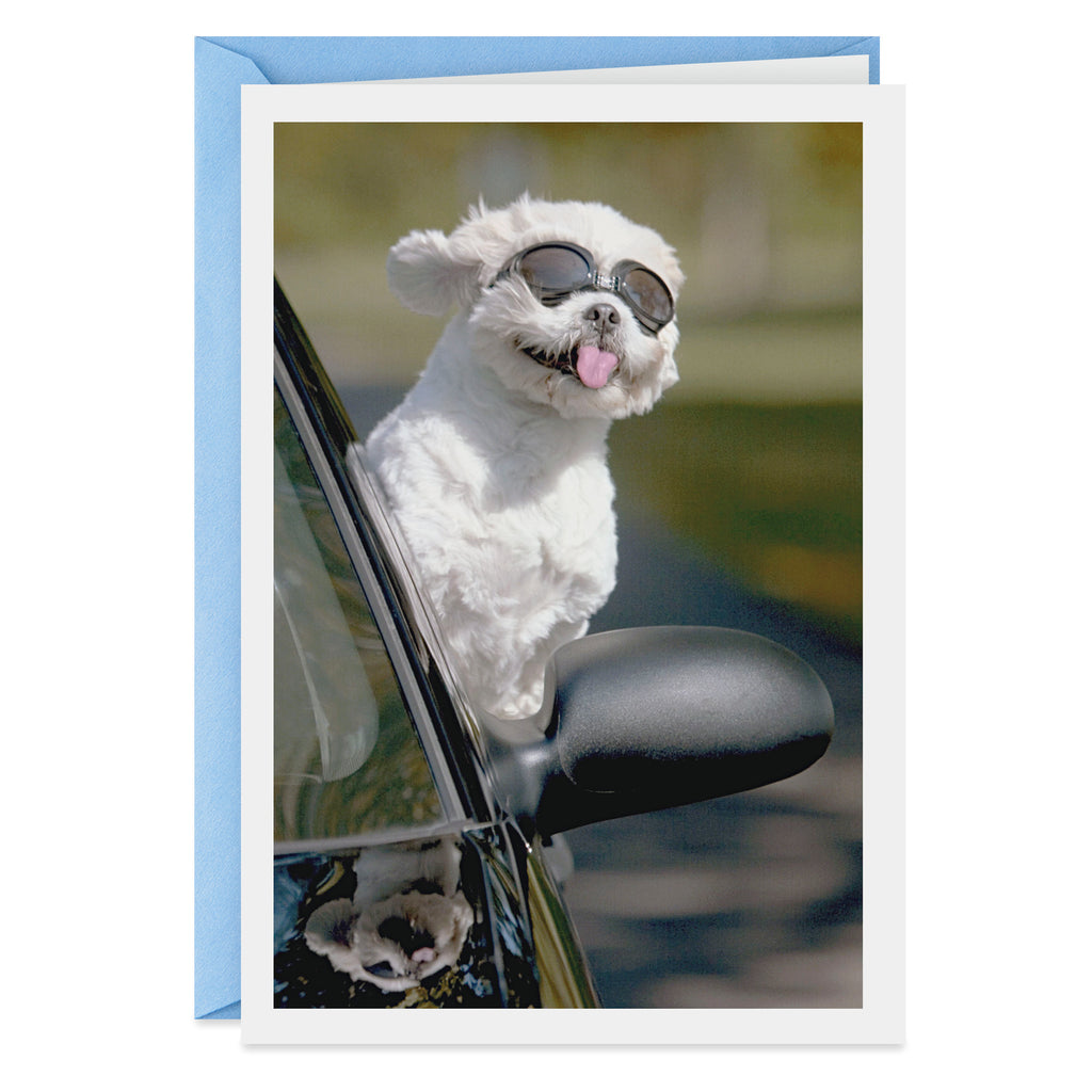 Shoebox Funny Birthday Card (Dog In Car)
