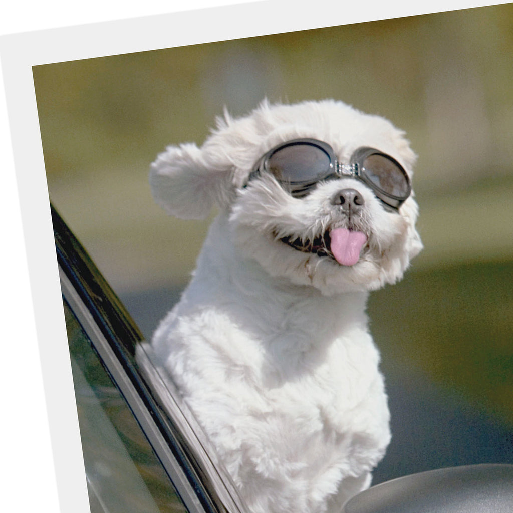 Shoebox Funny Birthday Card (Dog In Car)